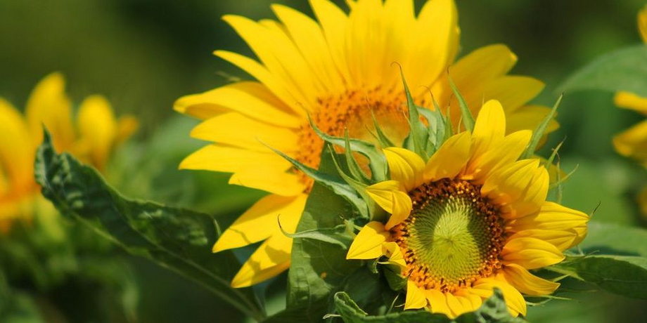 Bild Sommerferiengruß mit Sonnenblumen